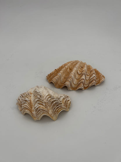 Coquillage bénitier