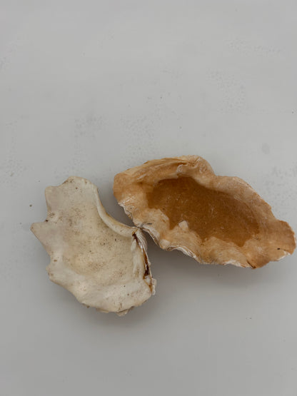 Coquillage bénitier