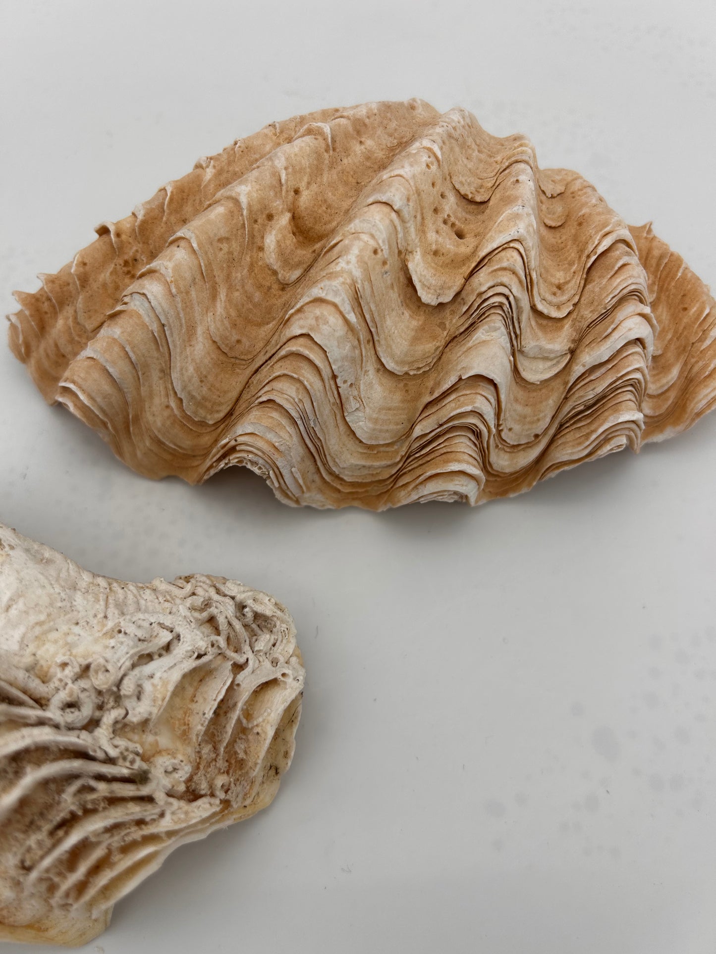 Coquillage bénitier