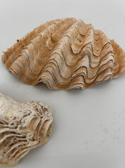 Coquillage bénitier