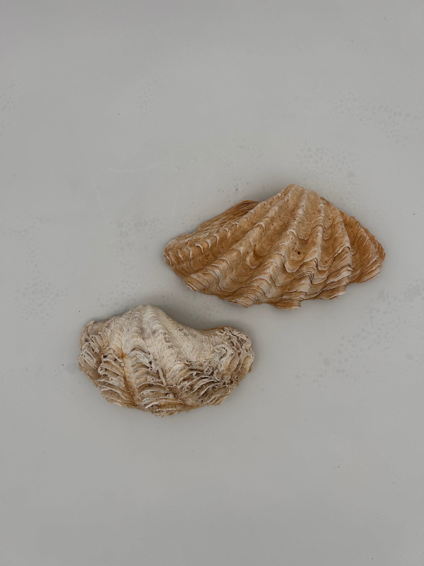 Coquillage bénitier