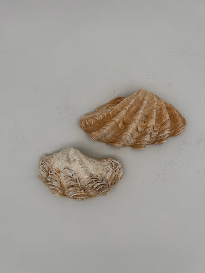 Coquillage bénitier
