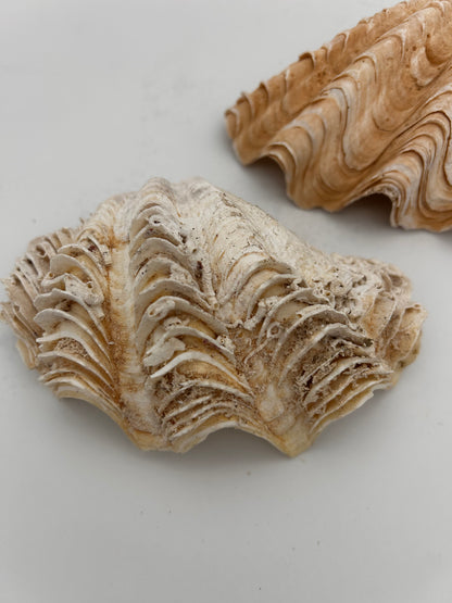 Coquillage bénitier